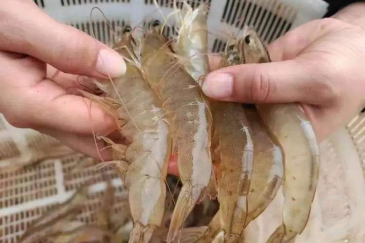 虾得了鳃病怎么办