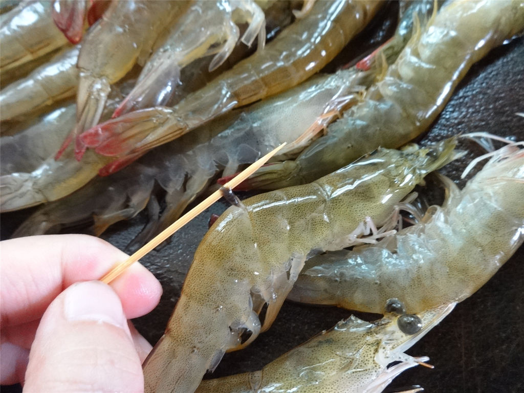 小棚养虾水体浑浊的解决办法