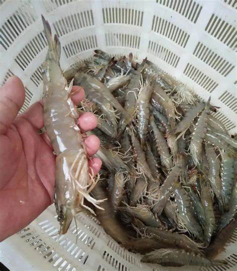 白对虾白便肠炎的防治方法