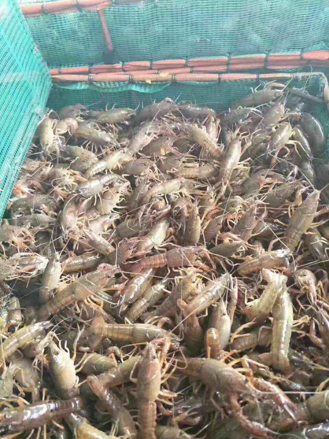 青虾的养殖方法.jpg