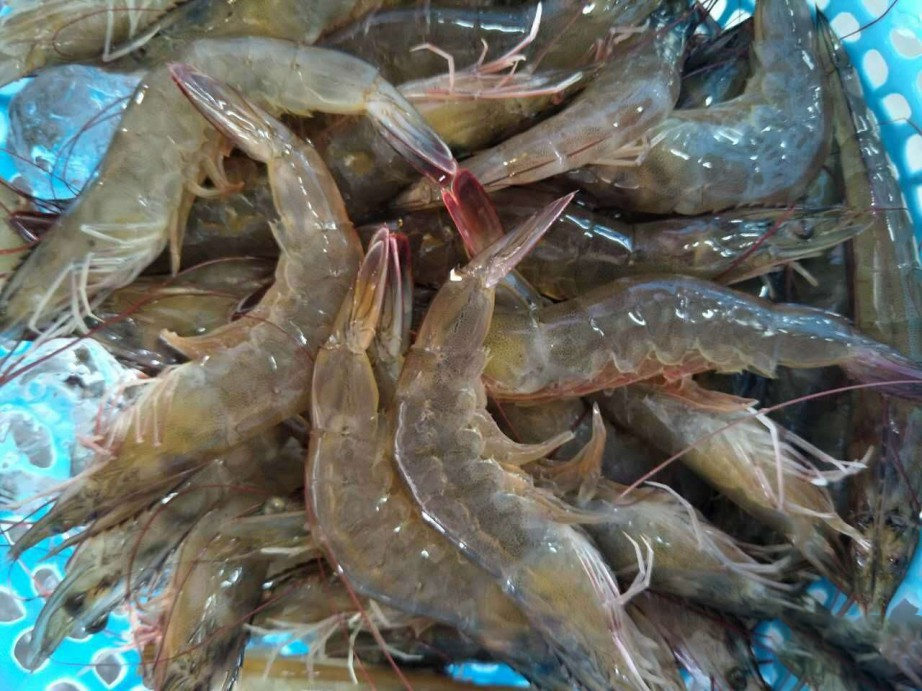 高温天气，虾塘养殖的管理方法