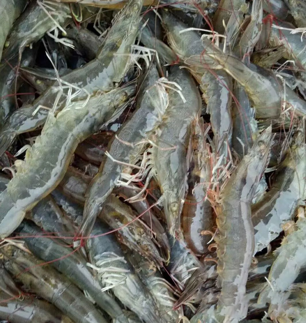 对虾的投喂技巧.png