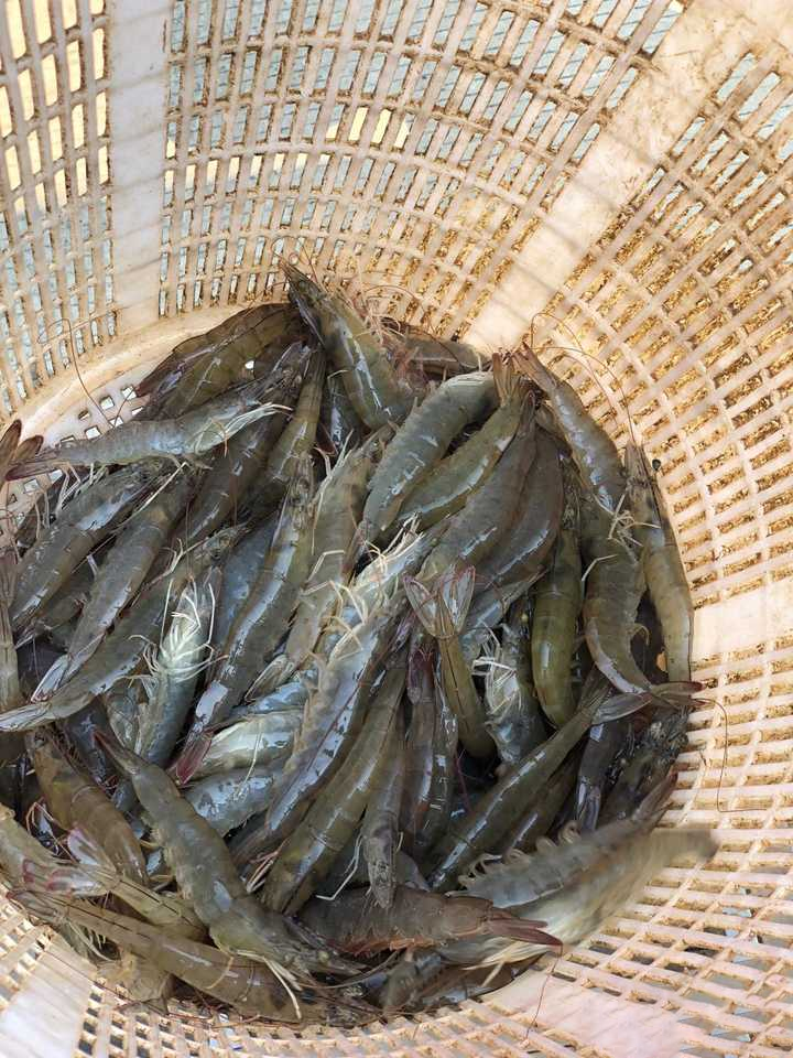 白对虾缺氧的表现.png