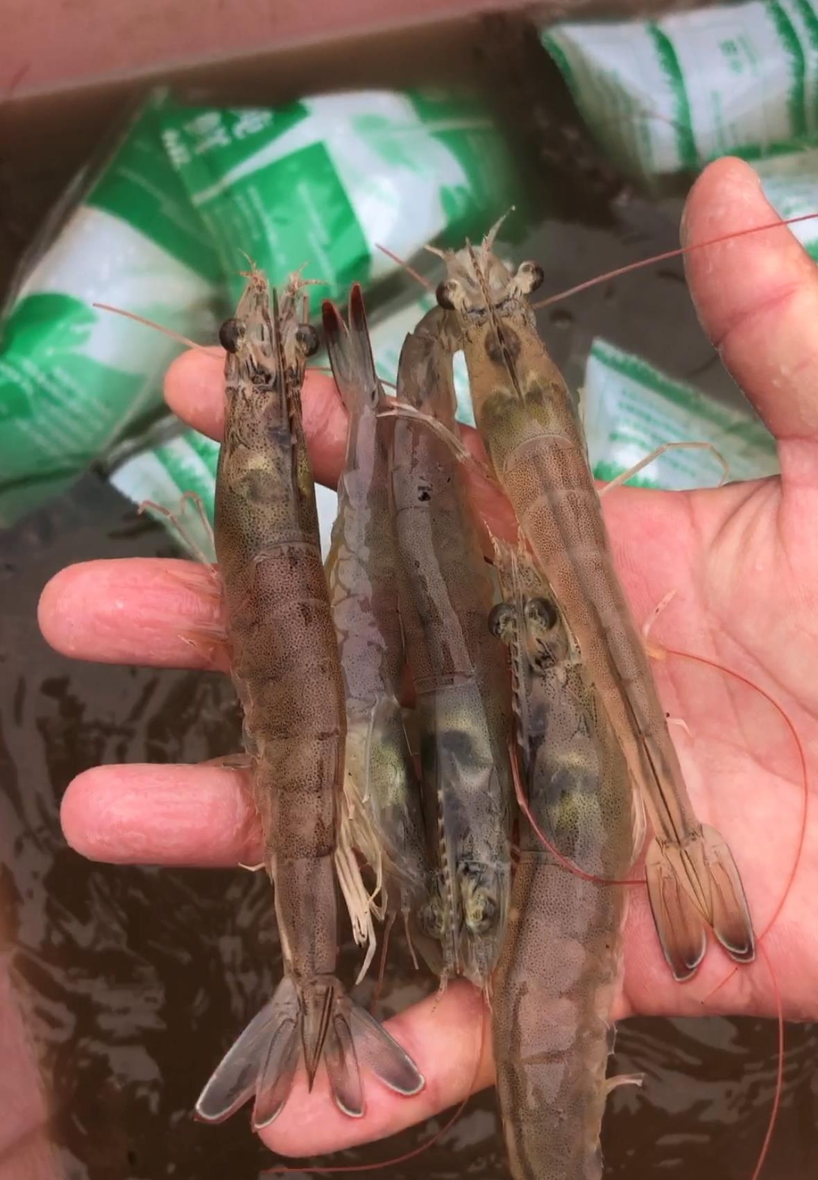 对虾得了红体病的原因和预防措施