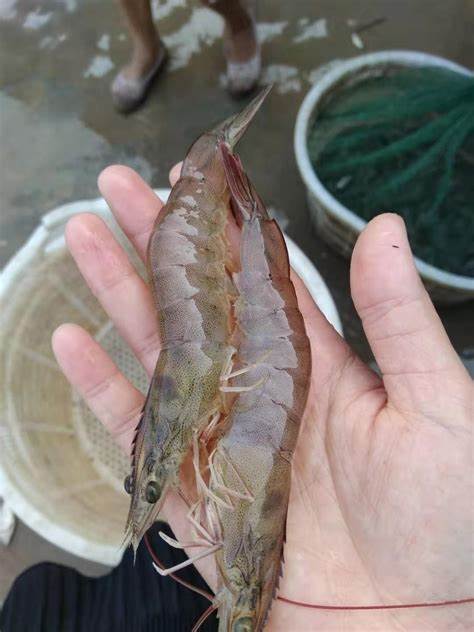 对虾孢子虫症状与解决措施