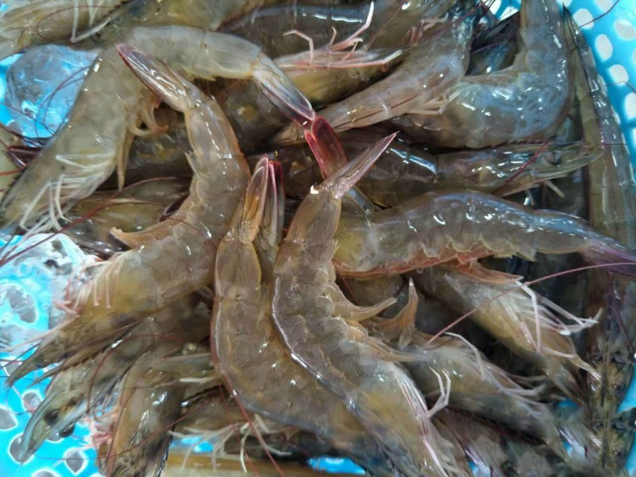 对虾应激的预防措施.png