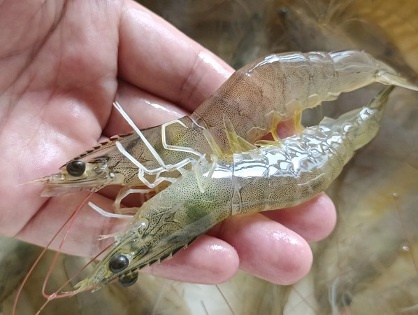 对虾突然吃料慢原因和防治措施