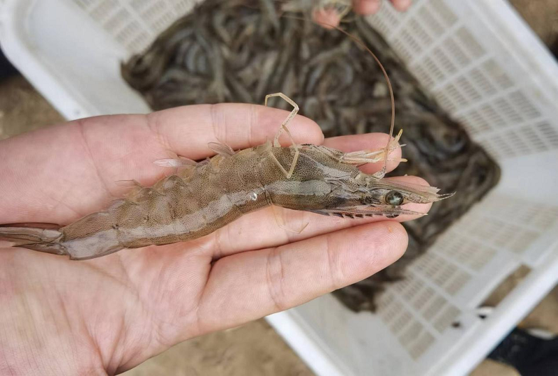 土塘养殖对虾的方法.png