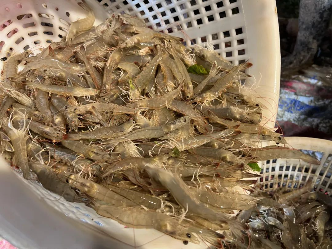 南美白对虾偷死的原因.png