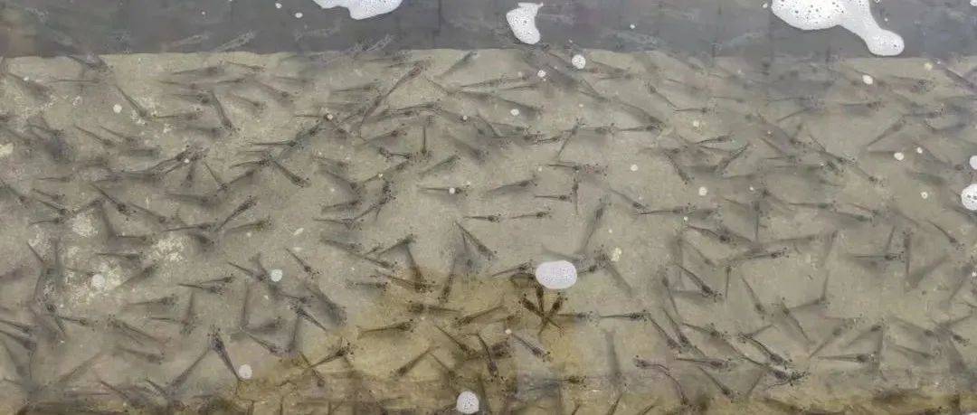 如何提高虾苗的成活率呢