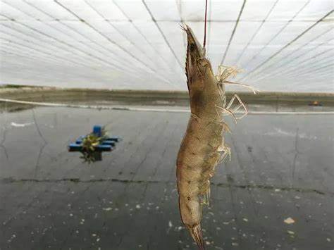 虾塘绿水的问题.jpg