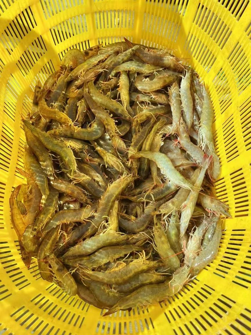 对虾肝胰脏的防治.jpeg