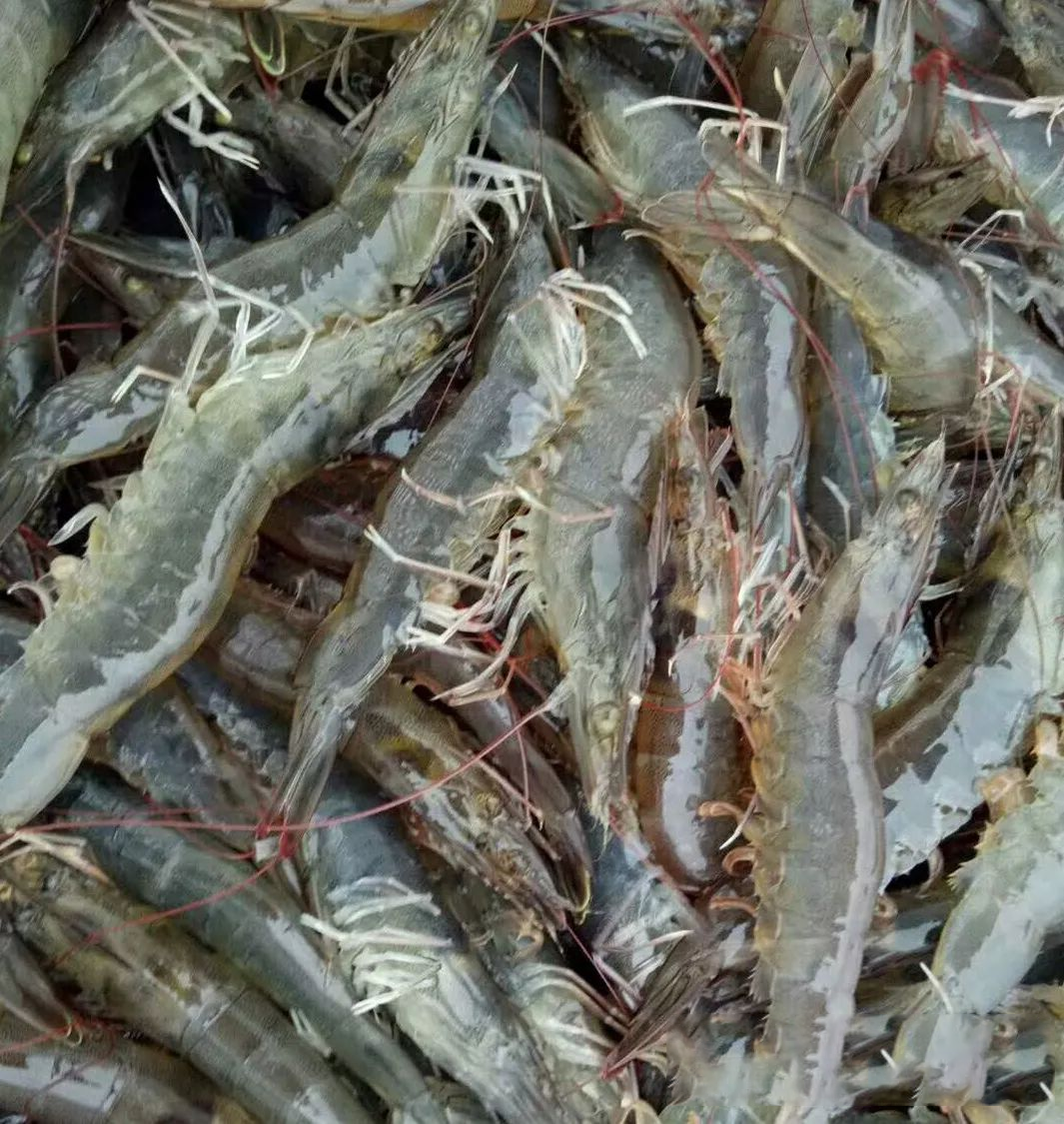 对虾黑鳃褐斑的原因以及防治措施
