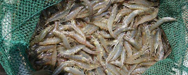 对虾不吃食的症状.jpg