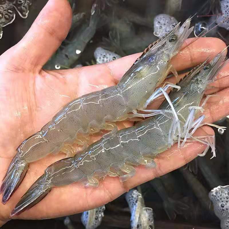 对虾放苗后的养殖技巧