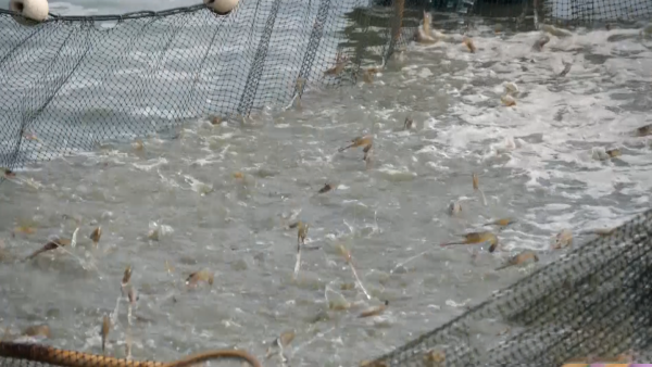 虾塘氨氮高快速降下来的方法