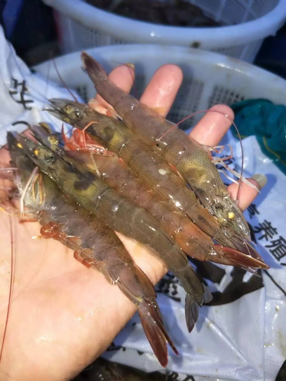 南美虾应激后的表现与应对措施