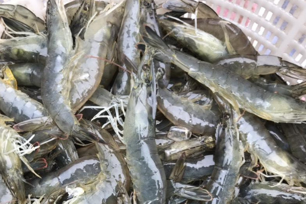 对虾应激的症状.jpg