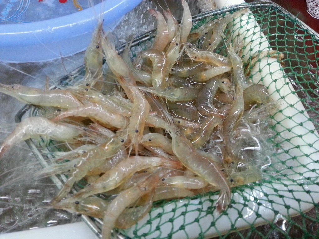 对虾放苗季的关键要素