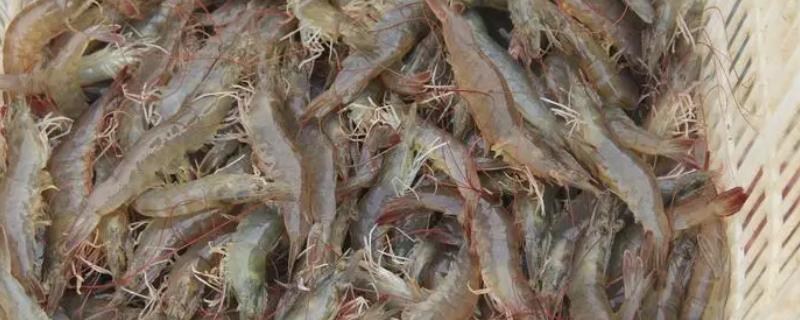 对虾粘污的治疗.jpg
