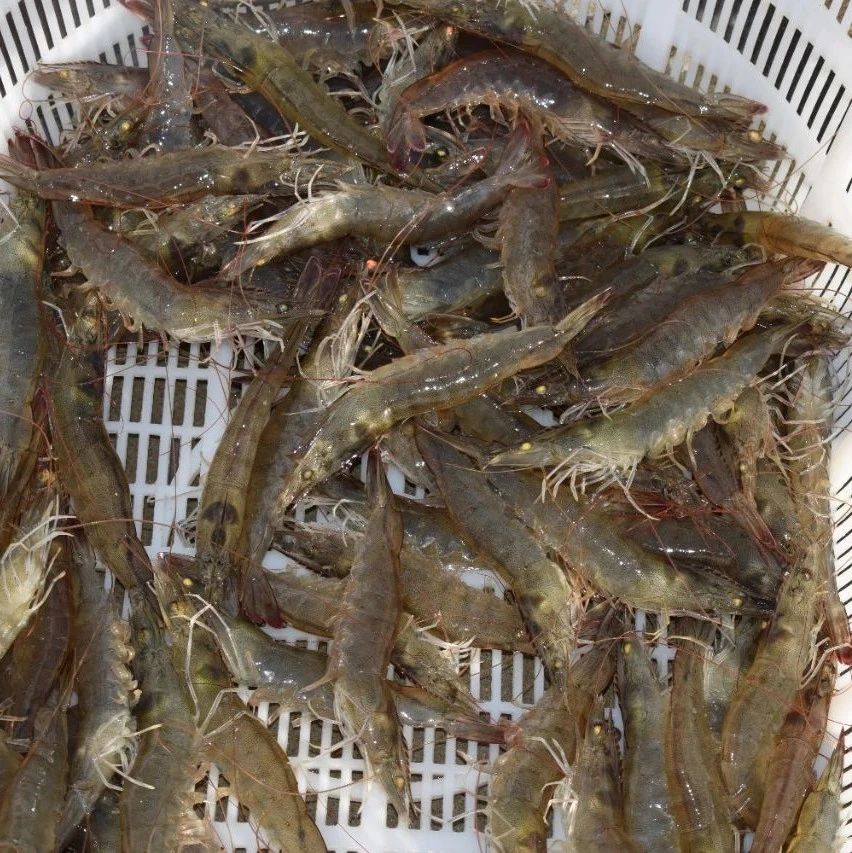 南美白对虾肝脏变红的发病原因